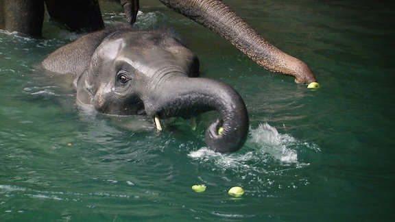 Ein kleiner Elefant nimmt ein Bad