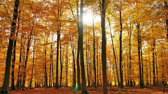 Gelber Herbstwald im Sonnenschein bei Enkirch an der Mosel