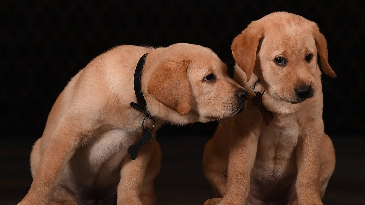 Hunde Welpen Kaufen Berlin Brandenburg / Seriose Golden Retriever