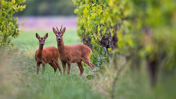 Rehe Behindern Waldumbau Jager Sollen Schutzenhilfe Leisten Mdr De