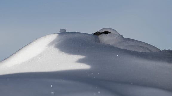 Alpenschneehuhn sitzt im Winterkleid an Schneewehe