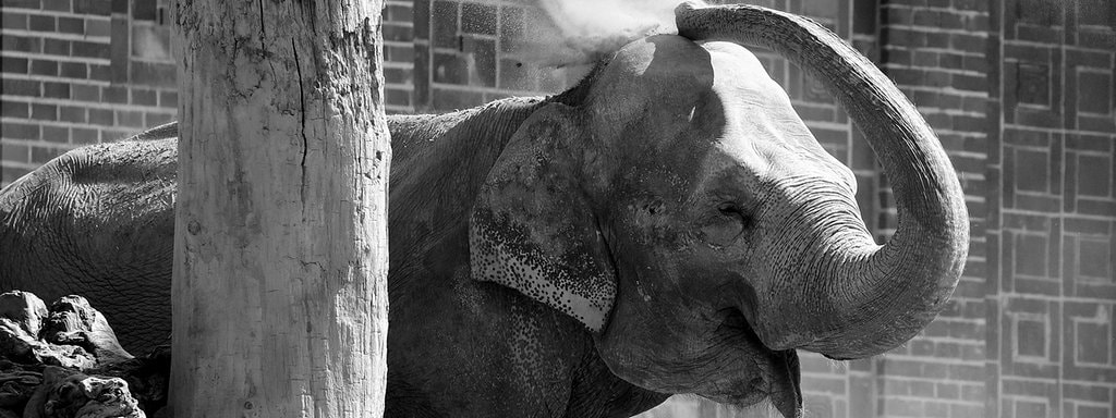 Zoo Leipzig Erhoht Eintrittspreise Und Beleuchtet Gondwana Land Mdr De