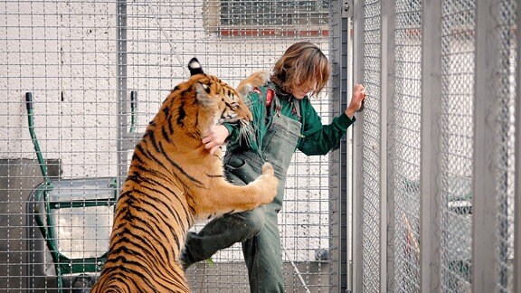 Ein Tiger greift eine Tierpflegerin an