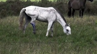 Misshandelte Stuten in Südamerika