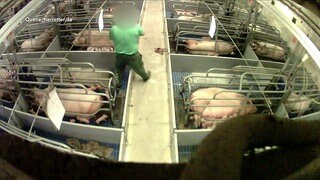 Illegales Ferkeltöten | Bildrechte: MITTELDEUTSCHER RUNDFUNK Illegales Ferkeltöten