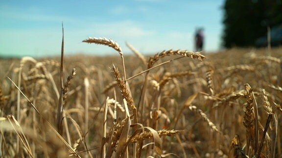 Feld mit trockenen Weizenähren.