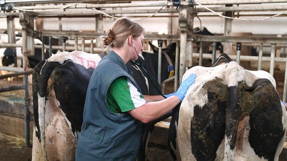 Eine Tierärztin untersucht eine Kuh