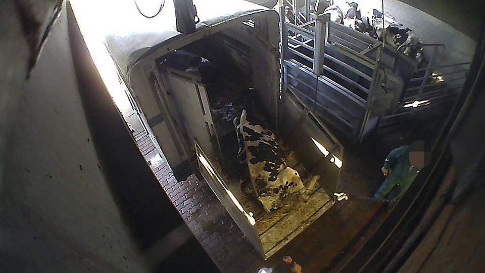 Kleine Schlachtbetriebe verdienen an kranken Tieren |