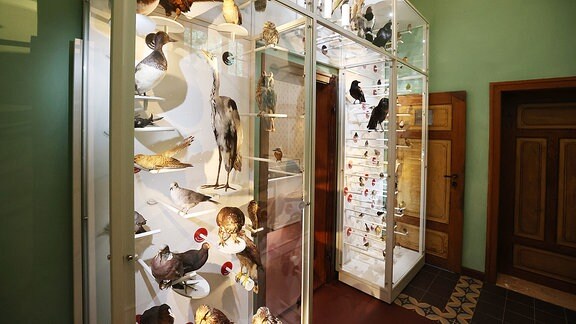 Vitrine mit präparierten Vögeln in einem historischen Ausstellungsraum