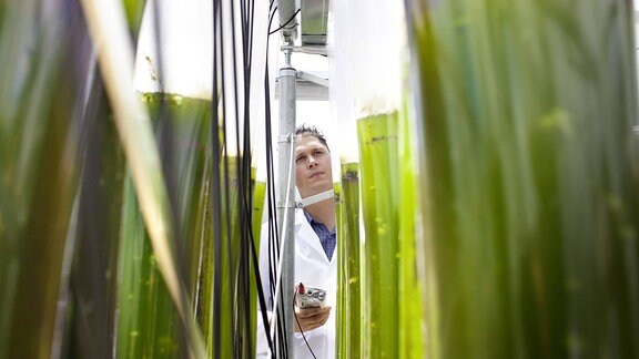 Forschung zur Aufnahme von CO2 aus Abgasen von Kraftwerken durch Algen