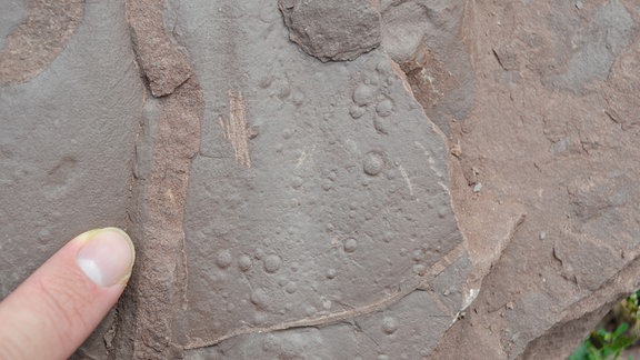 Abdrücke unterpermischer Regentropfen auf einem Sandstein der Saurierfundstelle Bromacker