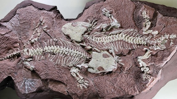 Archäologische Funde am Bromacker in Thüringen: Zwei komplett erhaltene Ur-Amphibien, die nebeneinanderliegen