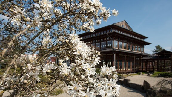 Magnolien blühen, im Hintergrund ein Gebäude im japanischen Stil
