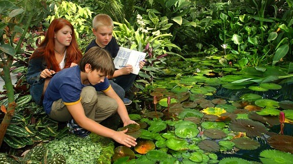 Im Botanischen Garten in Chemnitz bestimmen drei Schüler im Tropenhaus die vielfältige Pflanzenwelt.