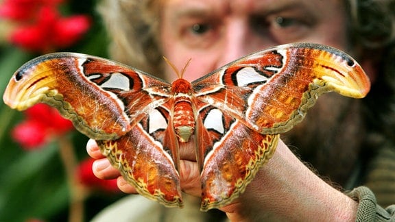 Der Umweltpädagoge Mario Greif hält im botanischen Garten Chemnitz einen Atacus Atlas Nachtfalter auf der Hand. 