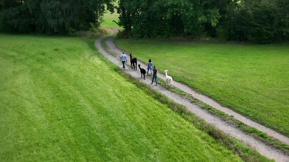 Auf einem Feldweg wandert eine Gruppe mit Alpakas.