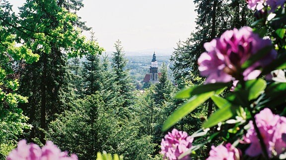 Blick durch Rhododendron vom Hutberg zur Hauptkirche St. Marien in Kamenz