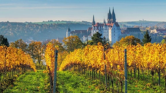 Weinberg im herbst, dahinter die Stadt Meißen