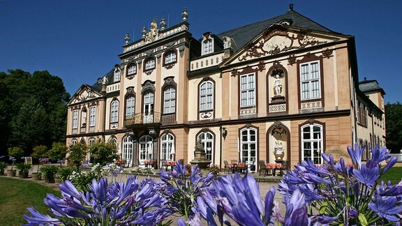 Blau blühen die Liebeslilien vor Schloss Molsdorf bei Erfurt.