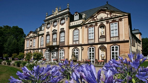 Blau blühen die Liebeslilien vor Schloss Molsdorf bei Erfurt