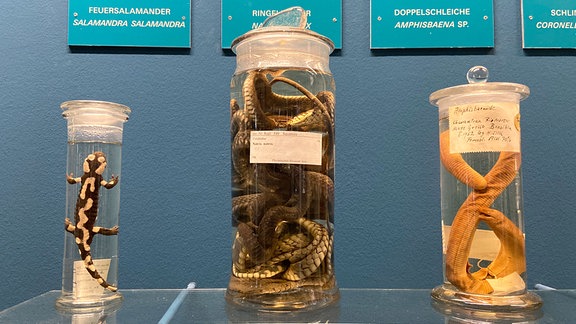 Drei Gläser mit einer Schlange und einem Salamander im Phyletischen Museum Jena