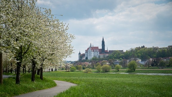Blühende Bäume vor Schloss Albrechtsburg in Meißen