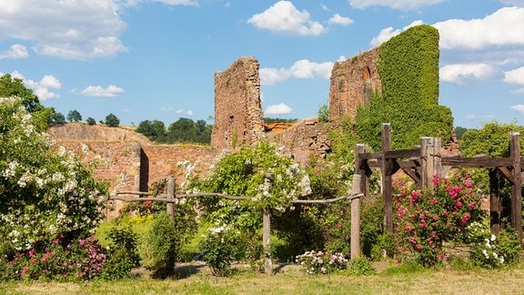 Klosterruine, davor ein Laubengang mit Rosen (Rosa)