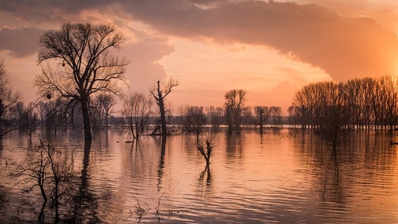 Fotografie: "Hochwasser" von Carl Schmid: Im Abendlicht sind Bäume im Wasser zu sehen