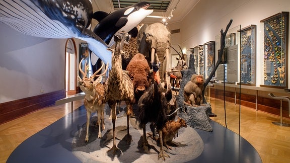 Unzählige Präperate von Wildtieren stehen im ansonsten Menschenleeren Museum für Naturkunde Magdeburg.