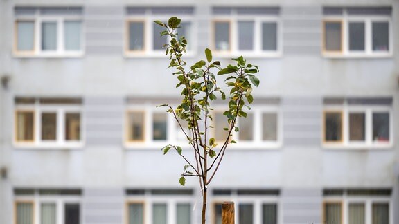 Ein Apfelbaum wächst mitten auf einem Parkplatz im Plattenbaugebiet Heckert in Chemnitz. Inzwischen ist die Zahl der Bäume für «We Parapom», eines der Leuchtturmprojekte der Kulturhauptstadt Europas 2025, auf rund 400 gewachsen.