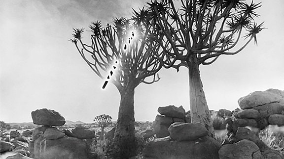 Fotografie einer kargen Steinlandschaft mit zwei Kakteenartigen Bäumen. In der Mitte des Bildes ein gewollter Lichteffekt.