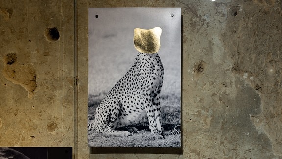 Foto von einem Leopard, dessen Kopf nachträglich gold übermalt wurde.