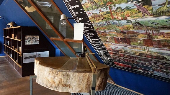 Blick in einen Ausstellungsraum im Museum der Westlausitz in Kamenz mit einer großen Baumscheibe und Dinosaurierbildern an der Wand