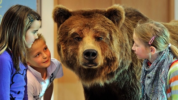 Drei Grundschüler schauen einer ausgestopften Grizzly-Bärin in die Augen