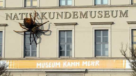 Eine riesige künstliche Spinne krabbelt an einer Hausfassade, an der das Wort Naturkundemuseum steht, weiter unten am Haus ein Banner mit der Aufschrift Museum kann mehr.