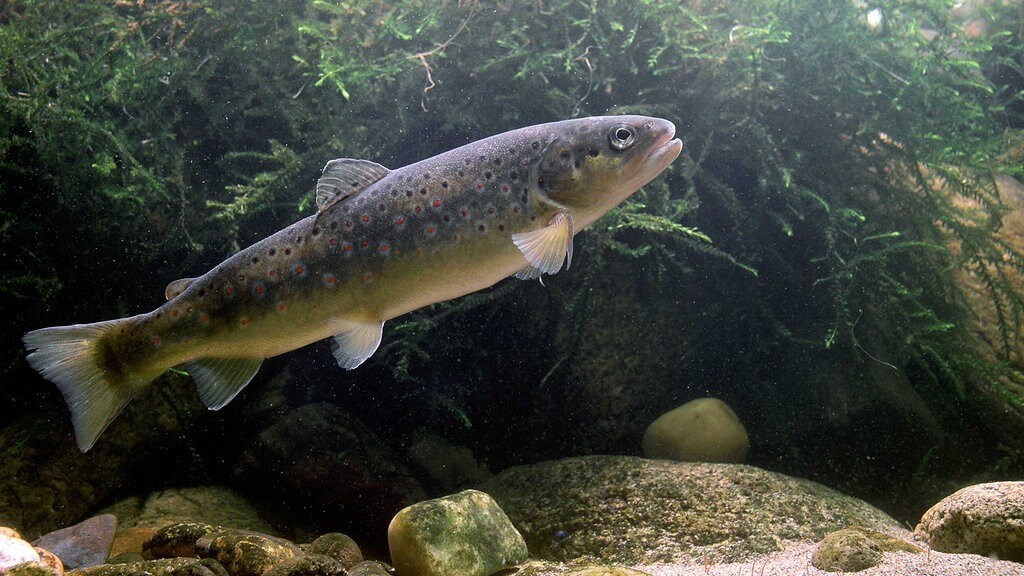 Immer Weniger Laichfahige Forellen In Thuringer Flussen Mdr De