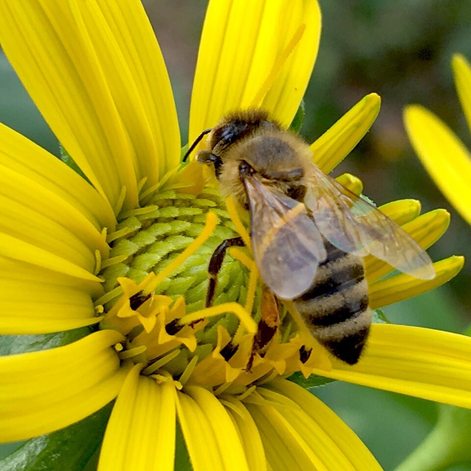 Schon Und Nutzlich Bienen Retten Mit Bluhwiesen Im Harz Mdr De