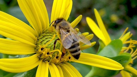 Blüte mit Biene