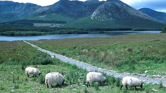 Landschaft in der Grafschaft Connemara an der Westküste Irlands