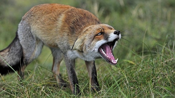 Ein Fuchs zeigt die Zähne und legt die Ohren an