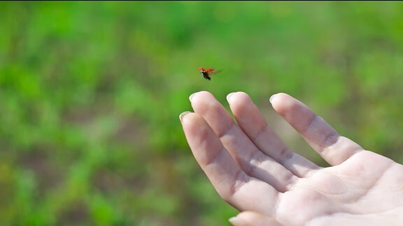 Ein Mensch hält die Hand auf und ein Marienkäfer fliegt davon.