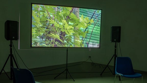 Stephan Takkides' Videoinstallation "Naturalization": ein Monitor, auf dem Pflanzen zu sehen sind