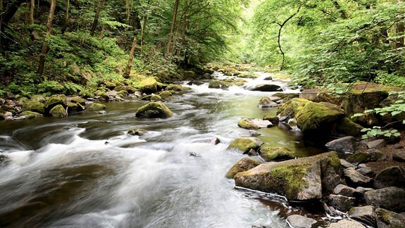 Ein Fluss umgeben von Bäumen, am Ufer und im Flussbett liegen Steine. 