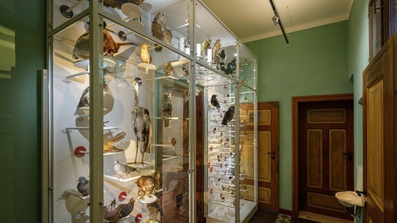 Vogelvitrine von Brehms Welt