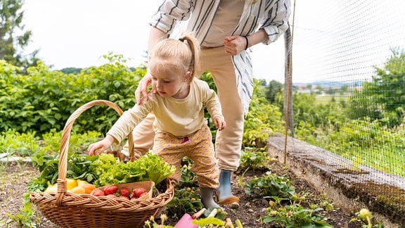 kleines Mädchen mit seiner Mutter bei der Ernte von Gemüse und Obst