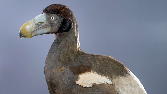 Die plastische Nachbildung eines "Dodo".
