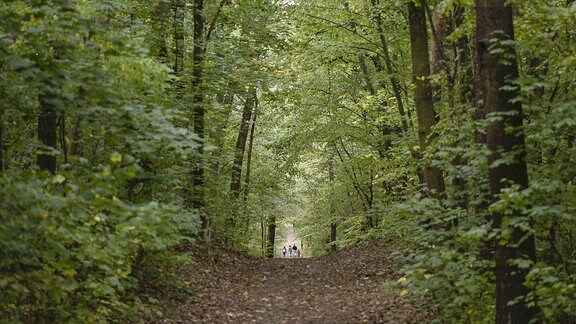 Ein Weg durch den Wald.