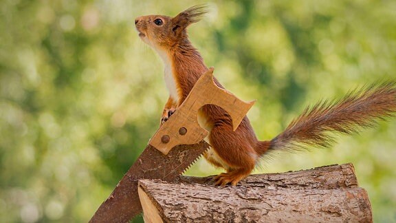 Eichhörnchen benutzt scheinbar eine Säge 