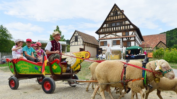 Mit einer von Schafen gezogenen Kutsche werden Kinder in Hohenfelden (Thüringen) durch das Freilichtmuseum gefahren.