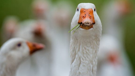 Gänse auf einer Wiese, eine Gans hält einen Grashalm im Schnabel.